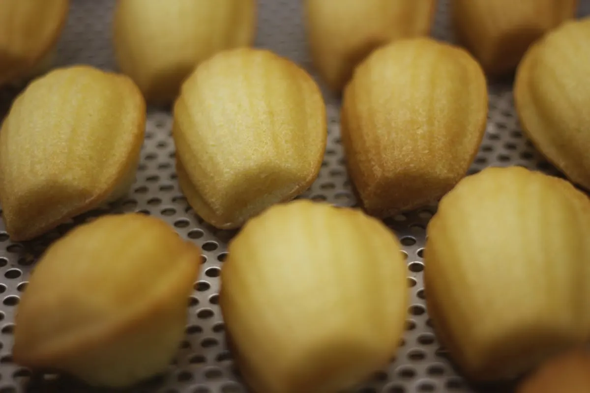 A close tray of golden madeleines fresh from the oven on a perforated baking pan.